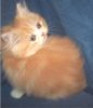 Persian kittens for sale